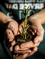 A WWU student plants a tree during the annual service day.